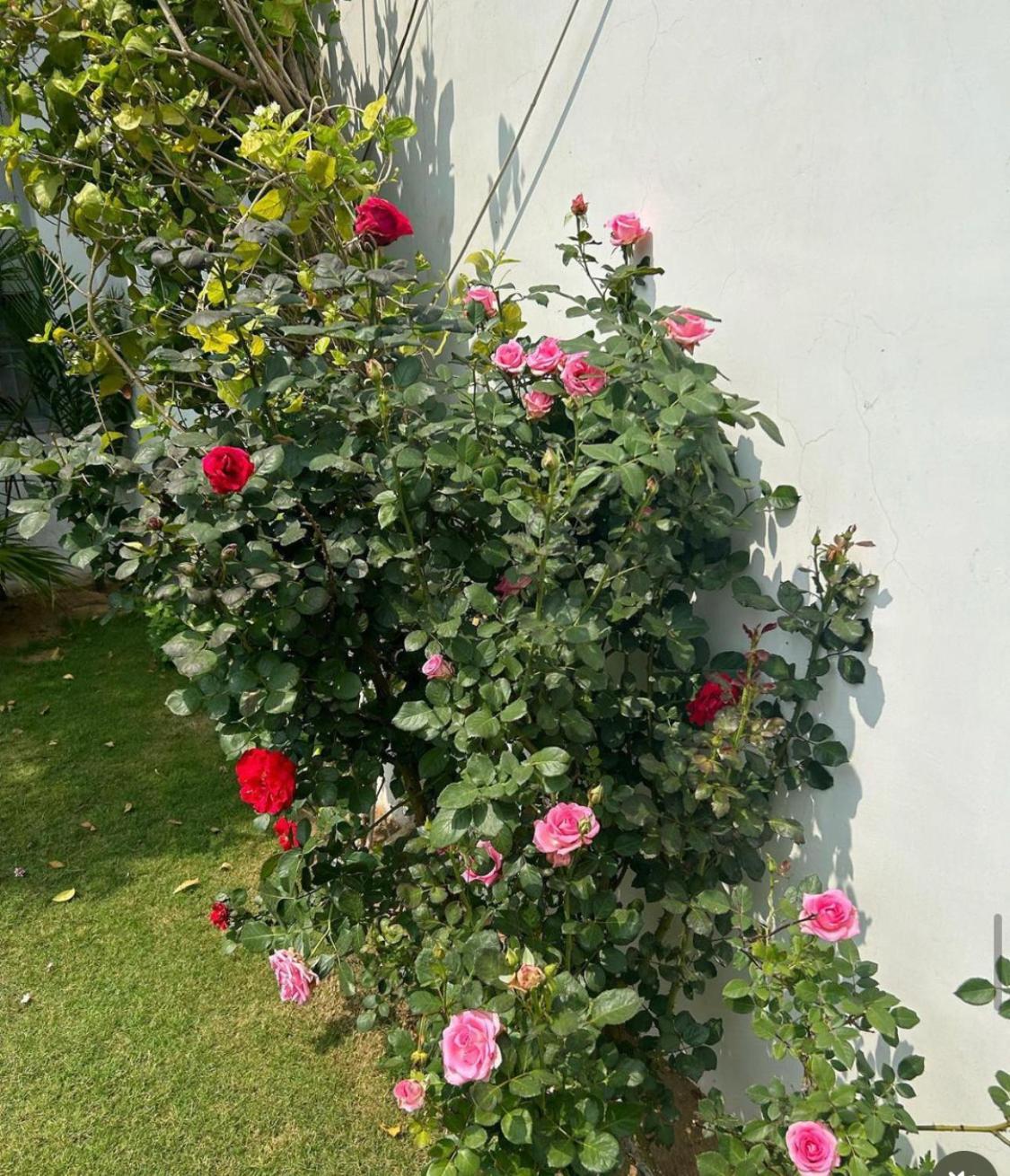 Solanki Farms & Pool Villa Garden Fully Private Jaipur Buitenkant foto